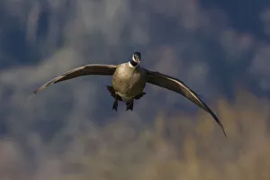 Nature Prints: Aleutian cackling goose alighting