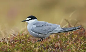 Sub Arctic Prints: Aleutian tern