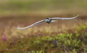 Sub Arctic Prints: Aleutian tern flying
