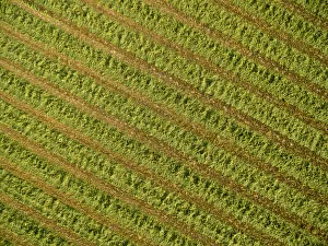 Prints of Alfalfa field after its been cut and before it is baled, Marion County, Illinois Images Dated 2019 December: Alfalfa field after its been cut and before it is baled, Marion County, Illinois