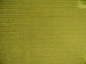 Images Dated 11th December 2019: Alfalfa field after its been cut and before it is baled, Marion County, Illinois