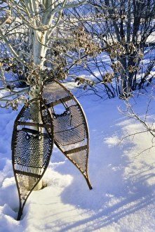 Snow Shoe Prints: The Algonkin Indians made and used snow shoes for hunting and trapping during