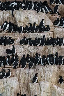 Seabird Prints: Alkefjellet cliffs full of breeding Brunnich's guillemots