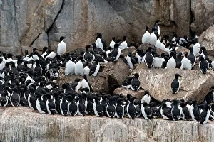 Seabird Prints: Alkefjellet cliffs full of breeding Brunnich's guillemots