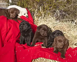 Lying Prints: All three colors of Labrador Retriever puppies sitting and lying on red fabric drapped