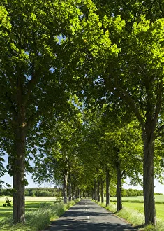 Alley Prints: Alley on the island of Usedom. Europe, Germany, Mecklenburg-Western Pomerania, Usedom