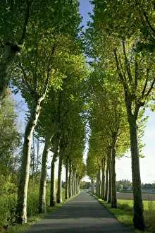 Images Dated 22nd October 2004: Alley of plane trees along road in the Indre-et-Loire, Loire Valley, France