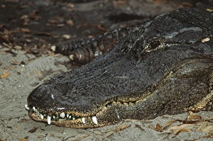 Charles Sleicher Prints: Alligator (Alligator mississippiensis) closeup. This may be an old specimen, for