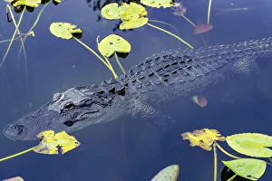 Images Dated 29th December 2020: Alligator in Everglades National Park, Florida, USA