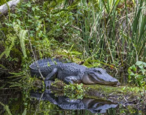Dangerous Prints: An alligator rests on a floating log in a swamp