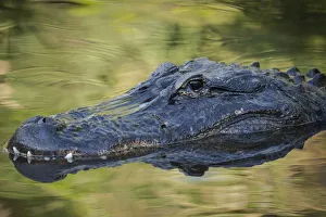 Augustine Prints: Alligator at St. Augustine Alligator Farm, Florida, USA