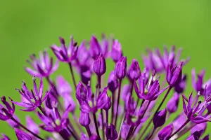Images Dated 3rd September 2019: Allium, USA