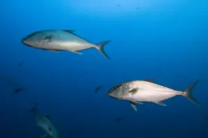 Wolf Island Prints: Almaco Jack or Palometa (Seriola rivoliana) off of Wolf Island, Galapagos Islands, Ecuador