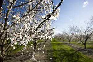 Images Dated 29th February 2008: Almond blossoms (Prunus dulcis) in an orchard near Escalon, California
