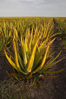 Images Dated 23rd October 2014: Aloe (Aloe very) growing as a crop