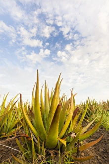 Hidalgo County Prints: Aloe (Aloe very) growing as a crop