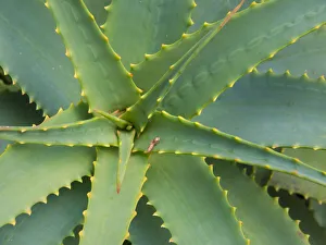Aloe Prints: Aloe Plant, Big Sur, California, USA