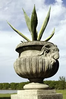 Images Dated 17th October 2006: Aloe in a pot with goats head as decration. Santa Candida property used to belong