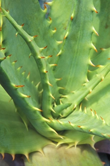 Aloe Vera Prints: Aloe Vera Plant Detail, shallow focus