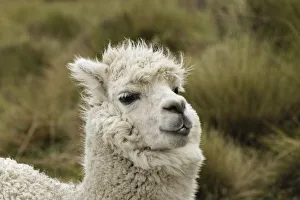 Andes Mountain Prints: Alpaca, Antisana Ecological Reserve, Ecuador