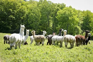 Alpaca Farm. Millbrook, New York, USA