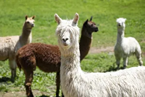 Alpaca Farm. Millbrook, New York, USA
