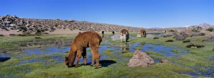 Altiplano Prints: Alpaca (Vicugna pacos) in the Chilean Altiplano, Andes Mountains, South America are