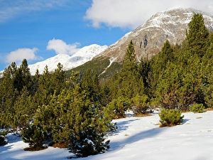 Grison Alps Prints: Alpe Champlonch with dwarf mountain pine