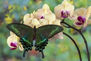 Images Dated 20th December 2014: Alpine Black Swallowtail Butterfly, Papilio maackii