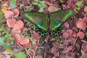 Wings Prints: Alpine Black Swallowtail Butterfly, Papilio maackii