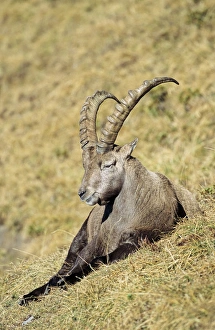 Rest Prints: Alpine Ibex (Capra ibex) bull resting on meadow in fall, autumn. Europe, Switzerland