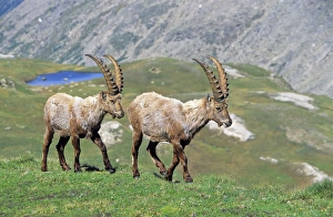 Changing Prints: Alpine Ibex (Capra ibex) two bulls in spring