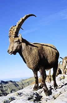 Powerful Prints: Alpine Ibex (Capra ibex) in fall, autumn, portrait of bull. Europe, Switzerland