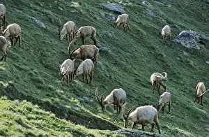 Changing Prints: Alpine Ibex (Capra ibex) herd grazing on wildflower pasture early morning in spring