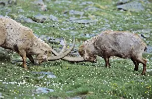High Prints: Alpine Ibex (Capra ibex) two old bull fighting on wildflower meadow in spring
