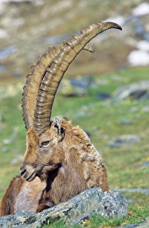 Alpine Ibex (Capra ibex) portrait of a bull in spring