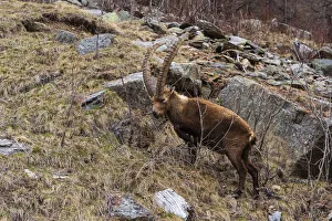 Images Dated 7th July 2021: Alpine ibex (capra ibex), Valsavarenche, Gran Paradiso National Park, Aosta Valley, Italy