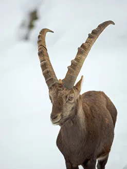 Alpine Ibex in fresh deep snow, Alpenwildpark (alpine game park) Obermaiselstein. Germany, Bavaria