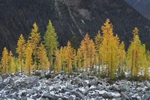 North Cascade Prints: Alpine Larches (Larix lyallii) in autumn color. North Cascades, Washington State