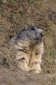 Marmota Prints: Alpine Marmot, Marmota marmota, adult looking out of burrow, Ss Fee, Switzerland