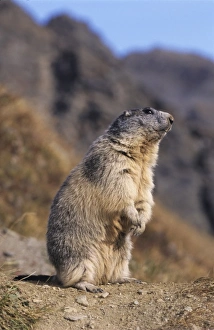 Grassland Prints: Alpine Marmot, Marmota marmota, adult standing up calling, Ss Fee, Switzerland
