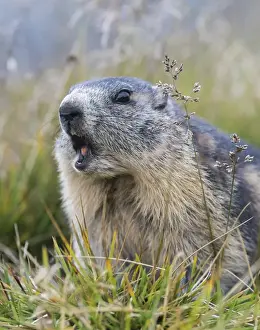 Images Dated 18th September 2014: Alpine Marmot (Marmota marmota) in the NP Hohe Tauern near Mount Grossglockner. Europe