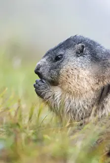 Images Dated 18th September 2014: Alpine Marmot (Marmota marmota) in the NP Hohe Tauern near Mount Grossglockner. Europe