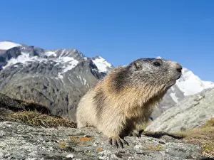 Images Dated 29th September 2014: Alpine Marmot (Marmota marmota) in the NP Hohe Tauern near Mount Grossglockner. Europe