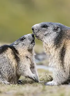 Images Dated 18th September 2014: Alpine Marmot (Marmota marmota) in the NP Hohe Tauern near Mount Grossglockner. Europe