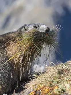 Images Dated 29th September 2014: Alpine Marmot (Marmota marmota) in the NP Hohe Tauern near Mount Grossglockner