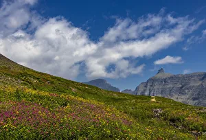 Garden Wall Prints: Alpine meadow filled with wildflowers with Bishops Cap in background in Glacier National Park