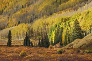 Images Dated 27th July 2020: Alpine meadow surrounding by sloping aspen trees in autumn color
