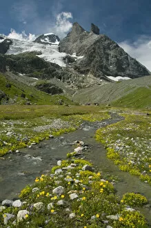 Images Dated 11th August 2008: Alpine meadow below Tschingelhorn, 3562 meters, upper Lauterbrunnen Valley, Bernese Alps
