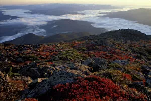 Images Dated 20th April 2004: Alpine Vegetation. Fall. Autumn colors above treeline in New Hampshires White Mountains